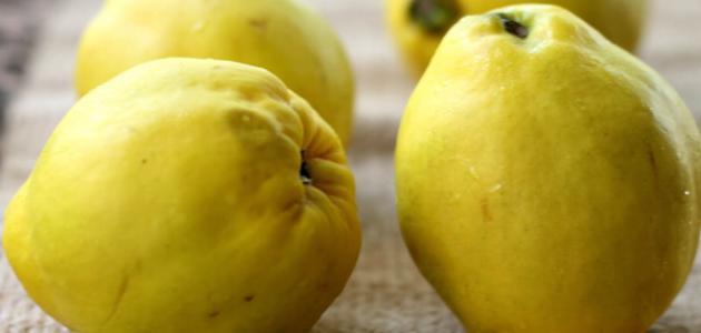 فوائد السفرجل للحامل والجنين فوائد السفرجل للحامل والجنين