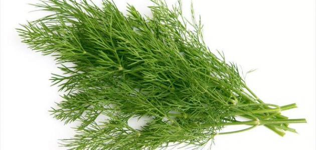 فوائد الشبت فوائد الشبت