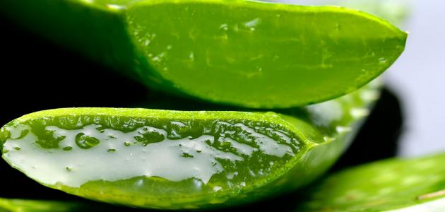 فوائد الصبار للبشرة الدهنية فوائد الصبار للبشرة الدهنية