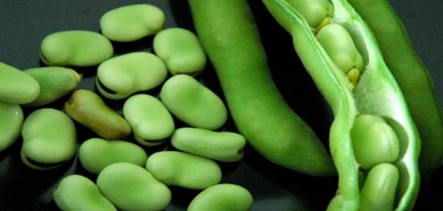فوائد الفول الأخضر فوائد الفول الأخضر