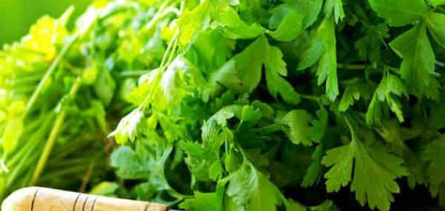 فوائد الكرفس والبقدونس