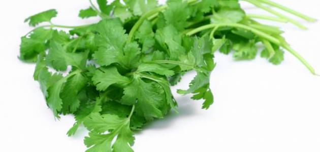 فوائد الكزبرة الخضراء فوائد الكزبرة الخضراء