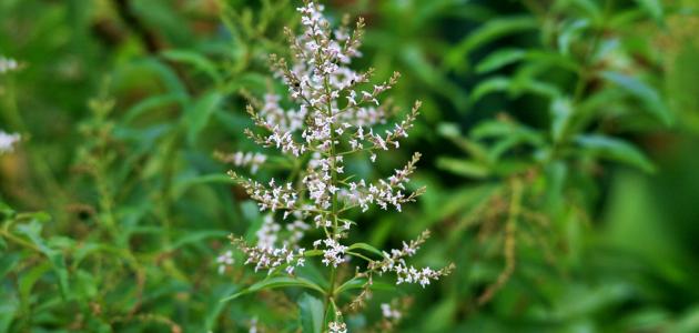 فوائد اللويزة المغربية فوائد اللويزة المغربية