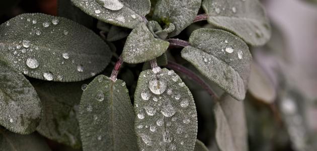 فوائد الميرمية للبنات فوائد الميرمية للبنات