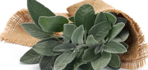 فوائد الميرمية للشيب فوائد الميرمية للشيب