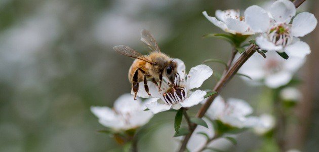 فوائد النحل للإنسان فوائد النحل للإنسان