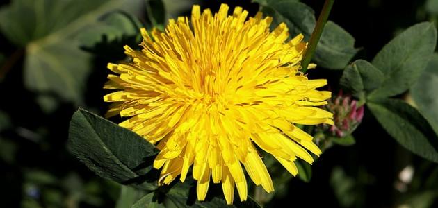 فوائد الهندباء فوائد الهندباء