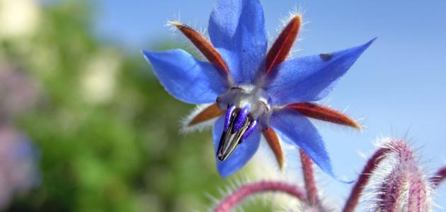 فوائد الورد ماوي فوائد الورد ماوي