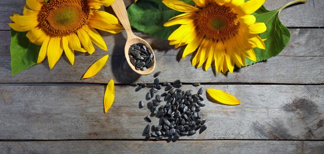 فوائد بذور دوار الشمس للشعر
