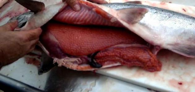 فوائد بطارخ الرنجة فوائد بطارخ الرنجة