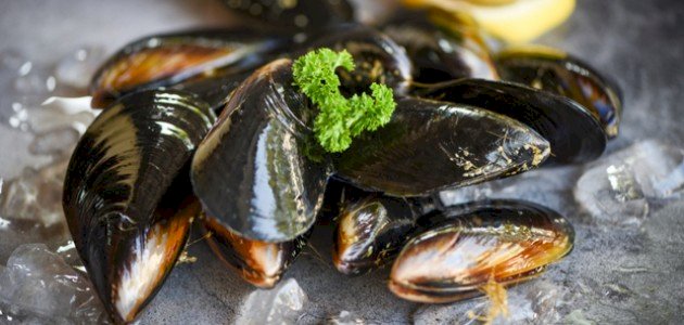 فوائد بلح البحر فوائد بلح البحر