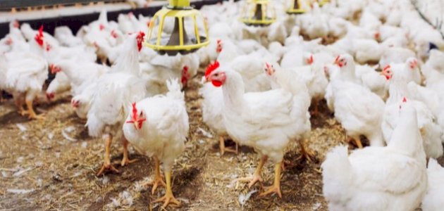 فوائد تربية الدواجن فوائد تربية الدواجن