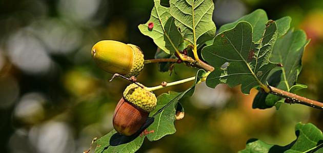 فوائد ثمرة البلوط فوائد ثمرة البلوط
