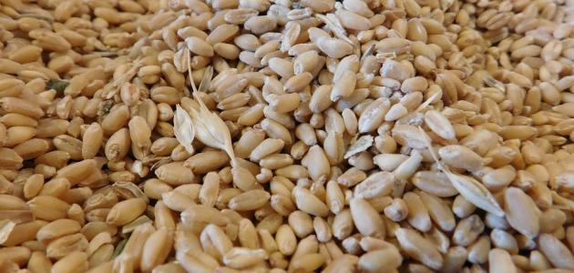 فوائد حب الهريس