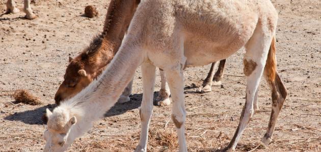 فوائد حليب الإبل وأضراره فوائد حليب الإبل وأضراره