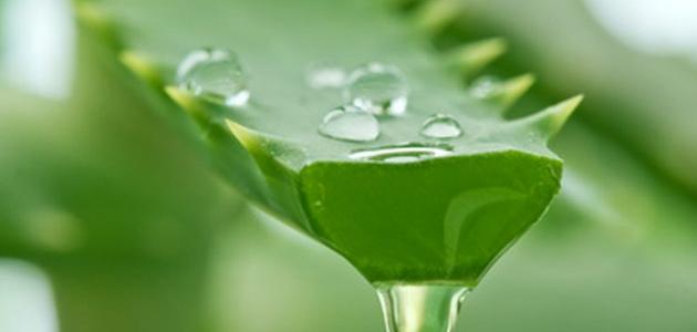 فوائد زيت الصبار للجلد فوائد زيت الصبار للجلد