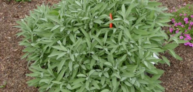 فوائد شاي المرامية فوائد شاي المرامية