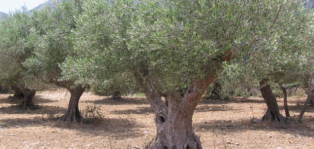 فوائد شجرة الزيتون فوائد شجرة الزيتون