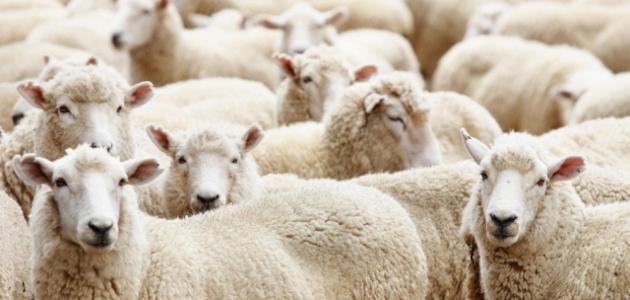 فوائد شحم الخروف للجسم فوائد شحم الخروف للجسم