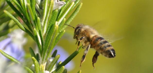 فوائد عسل إكليل الجبل فوائد عسل إكليل الجبل