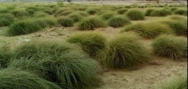 فوائد عشبة الحلفا بر فوائد عشبة الحلفا بر