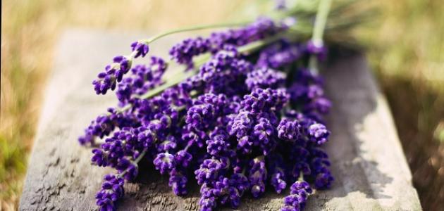 فوائد عشبة الخزامى فوائد عشبة الخزامى