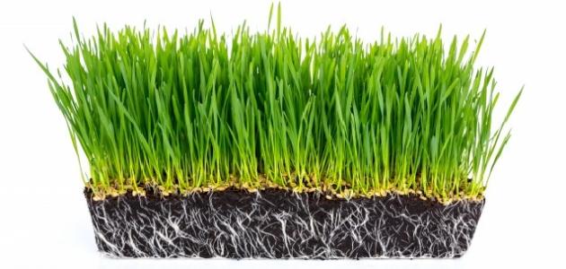 فوائد عشبة القمح فوائد عشبة القمح