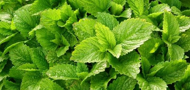 فوائد عشبة المليسة فوائد عشبة المليسة