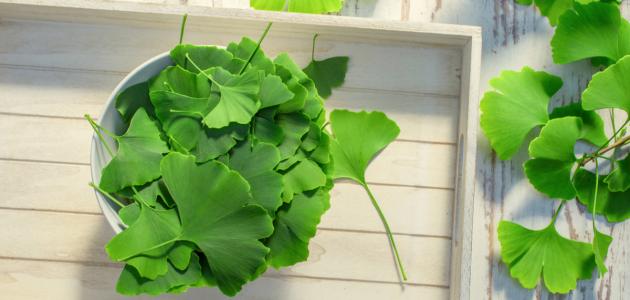 فوائد عشبة جنكو بيلوبا