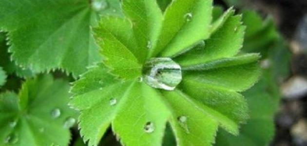 فوائد عشبة عباءة السيدة فوائد عشبة عباءة السيدة