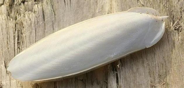 فوائد عظام الحبار