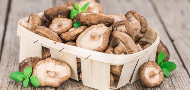 فوائد فطر شيتاكي فوائد فطر شيتاكي