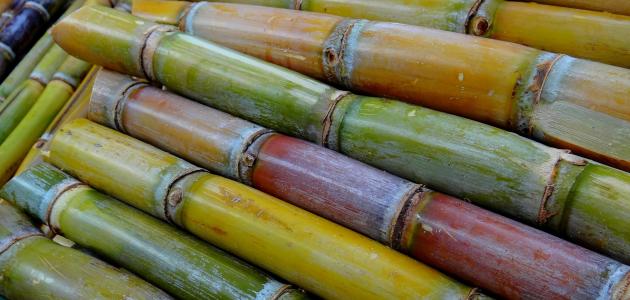فوائد قصب السكر للكلى فوائد قصب السكر للكلى