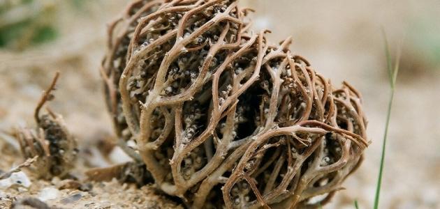 فوائد كف مريم للوجه فوائد كف مريم للوجه