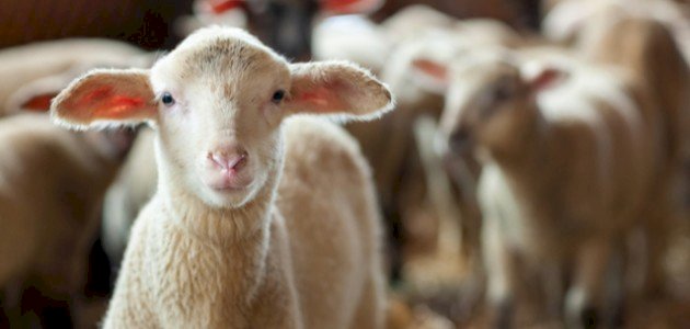 فوائد لحم الخروف