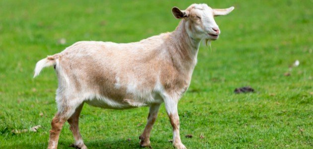 فوائد لحم الماعز