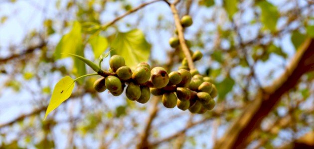 فوائد لسان العصفور فوائد لسان العصفور