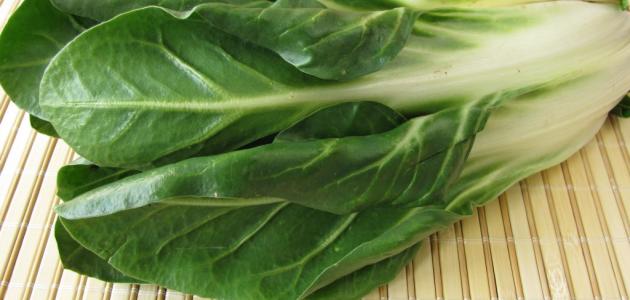 فوائد نبات السلق فوائد نبات السلق