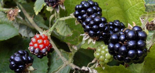 فوائد نبات العليق فوائد نبات العليق