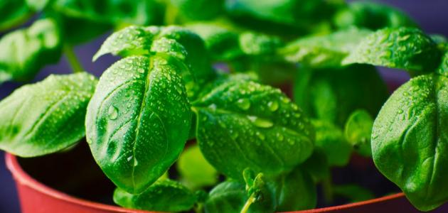 فوائد ومضار الحبق فوائد ومضار الحبق