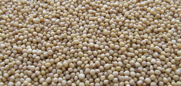 فول الصويا للرجال