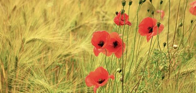 قصائد شعرية رومانسية قصائد شعرية رومانسية