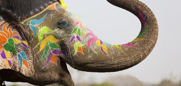 قصة أصحاب الفيل للأطفال قصة أصحاب الفيل للأطفال