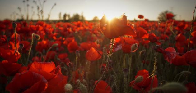 قصيدة عن فراق الحبيب