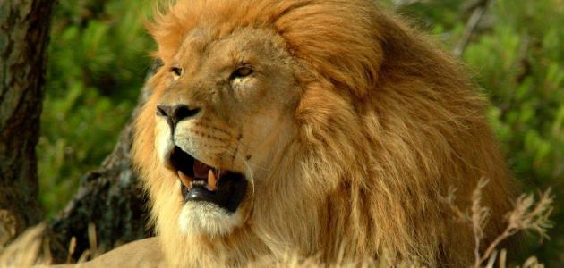 قوة الأسد قوة الأسد