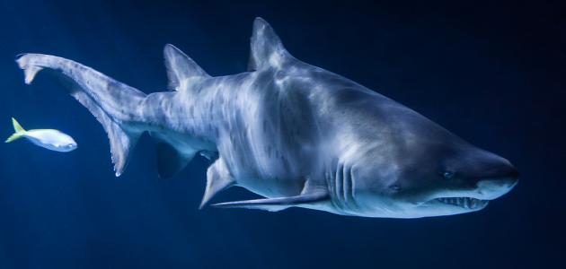 كائنات بحرية مميزة كائنات بحرية مميزة