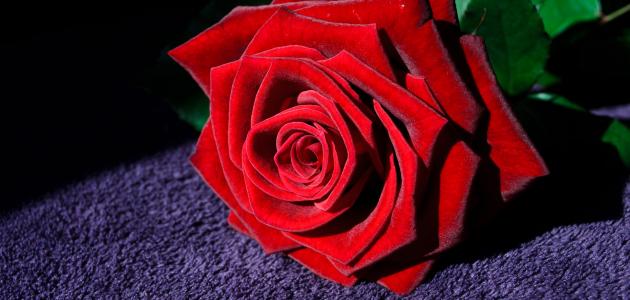 كلام جميل عن العشق كلام جميل عن العشق