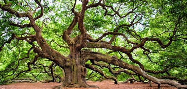 كلام عبر وحكم كلام عبر وحكم