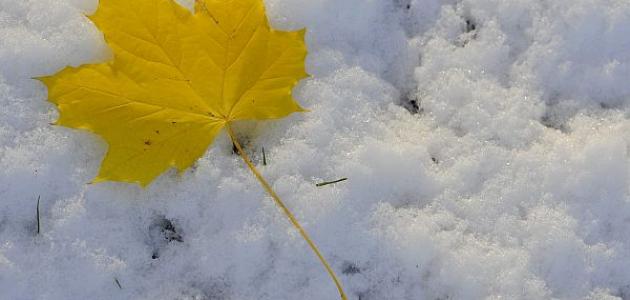 كلام عن الثلج كلام عن الثلج