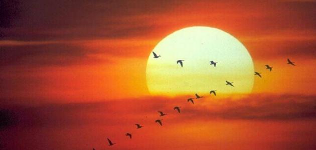 كلام عن الشمس كلام عن الشمس